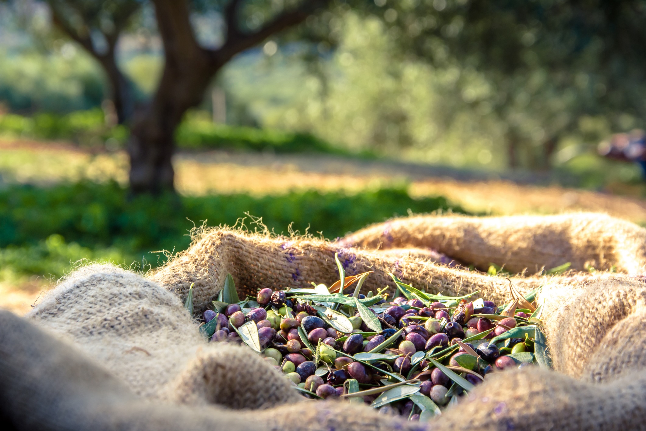 Harvested fresh olives in sacks in a field in Crete