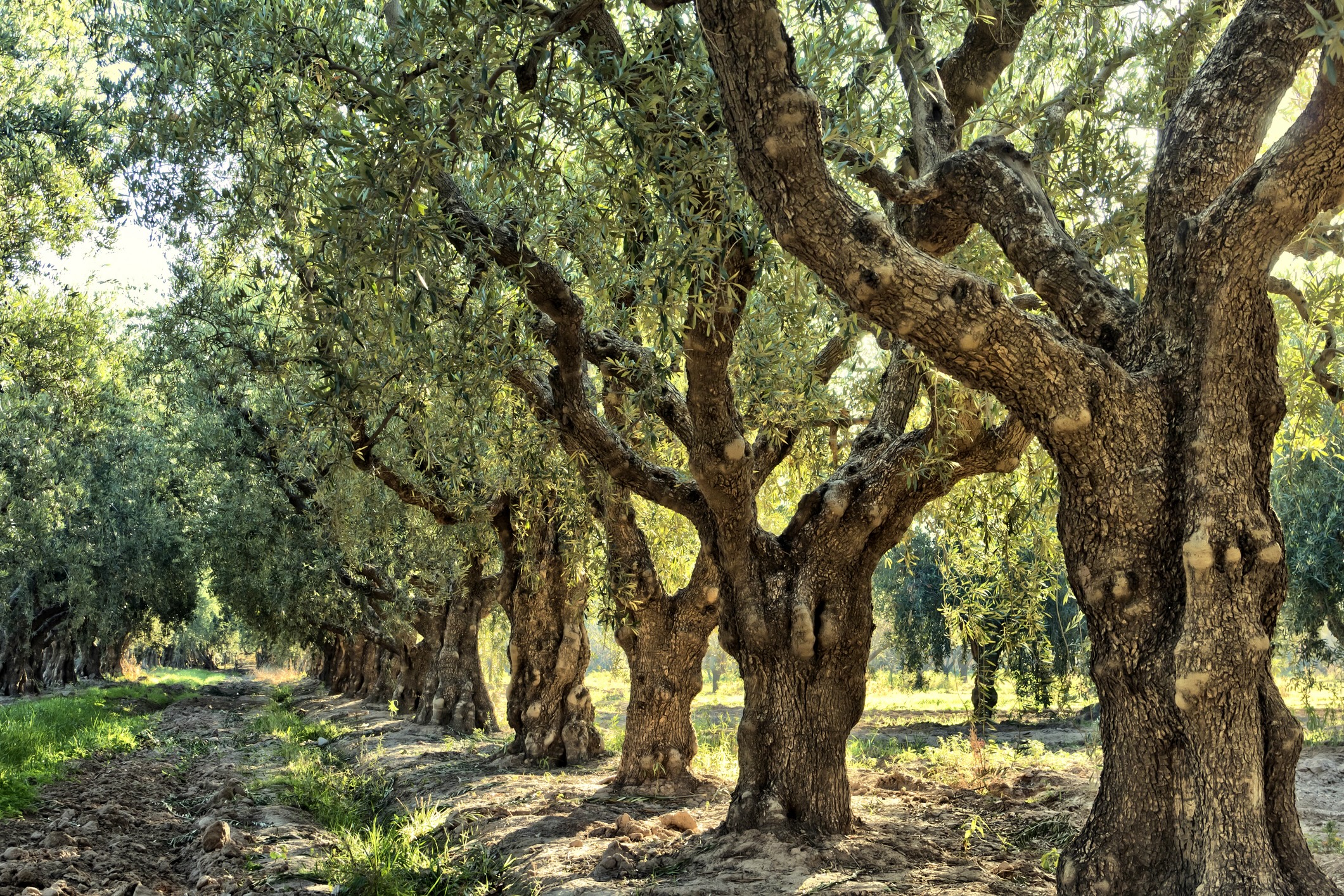 Olive trees