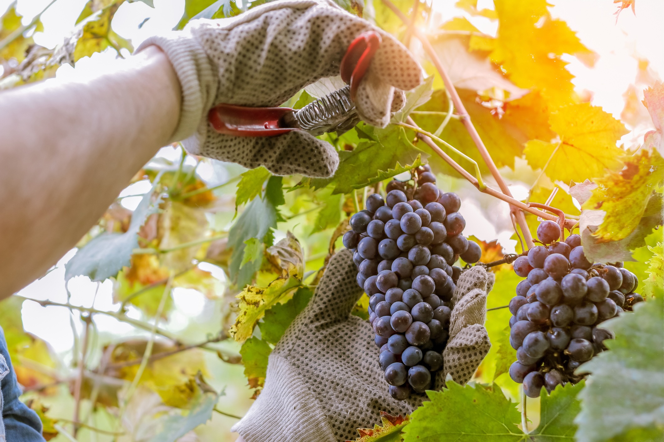 harvest time in wine industry