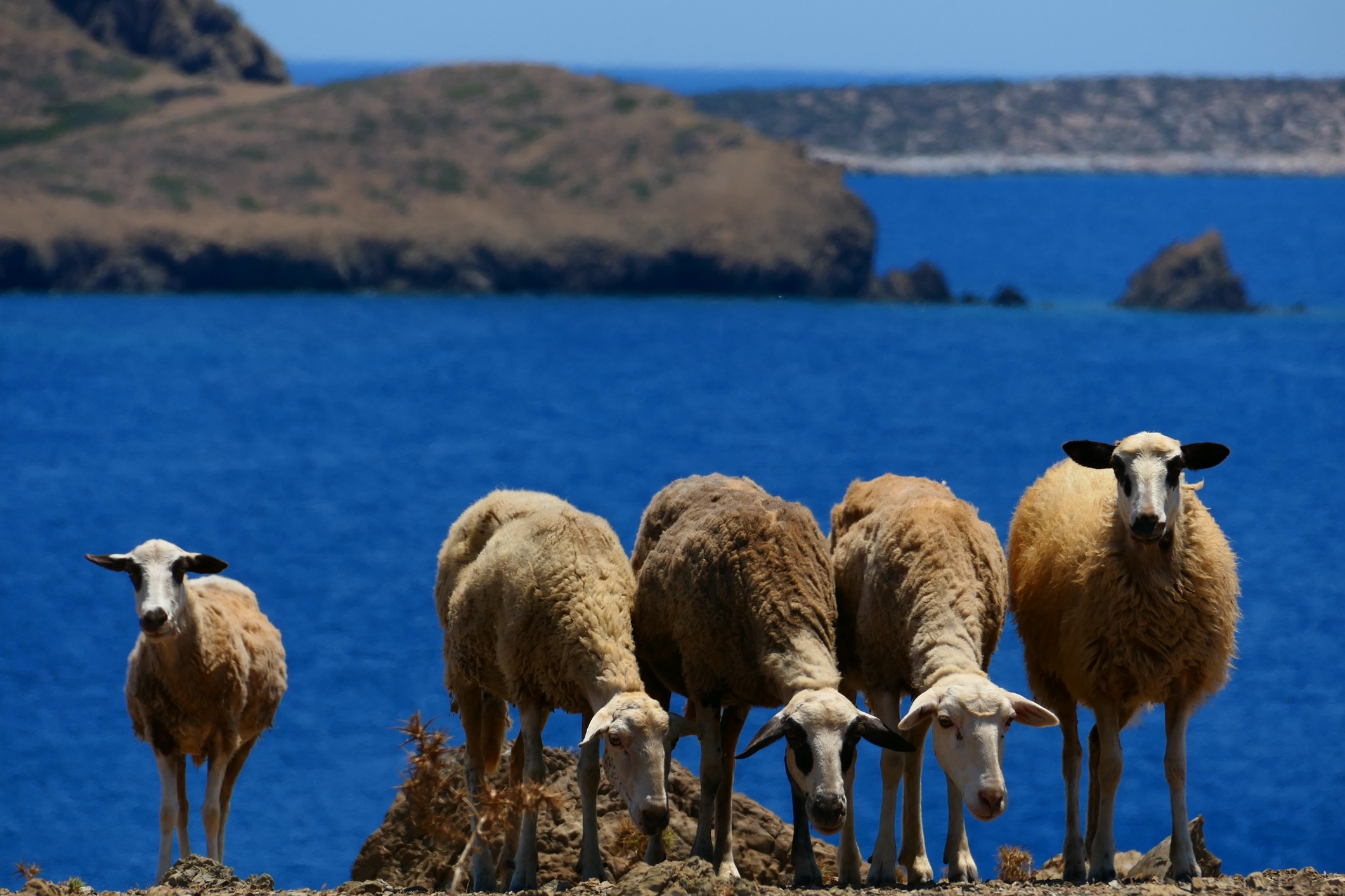 Sheep in front of the Aegean sea, Astypalea island, Dodecanese archipelago, Greece