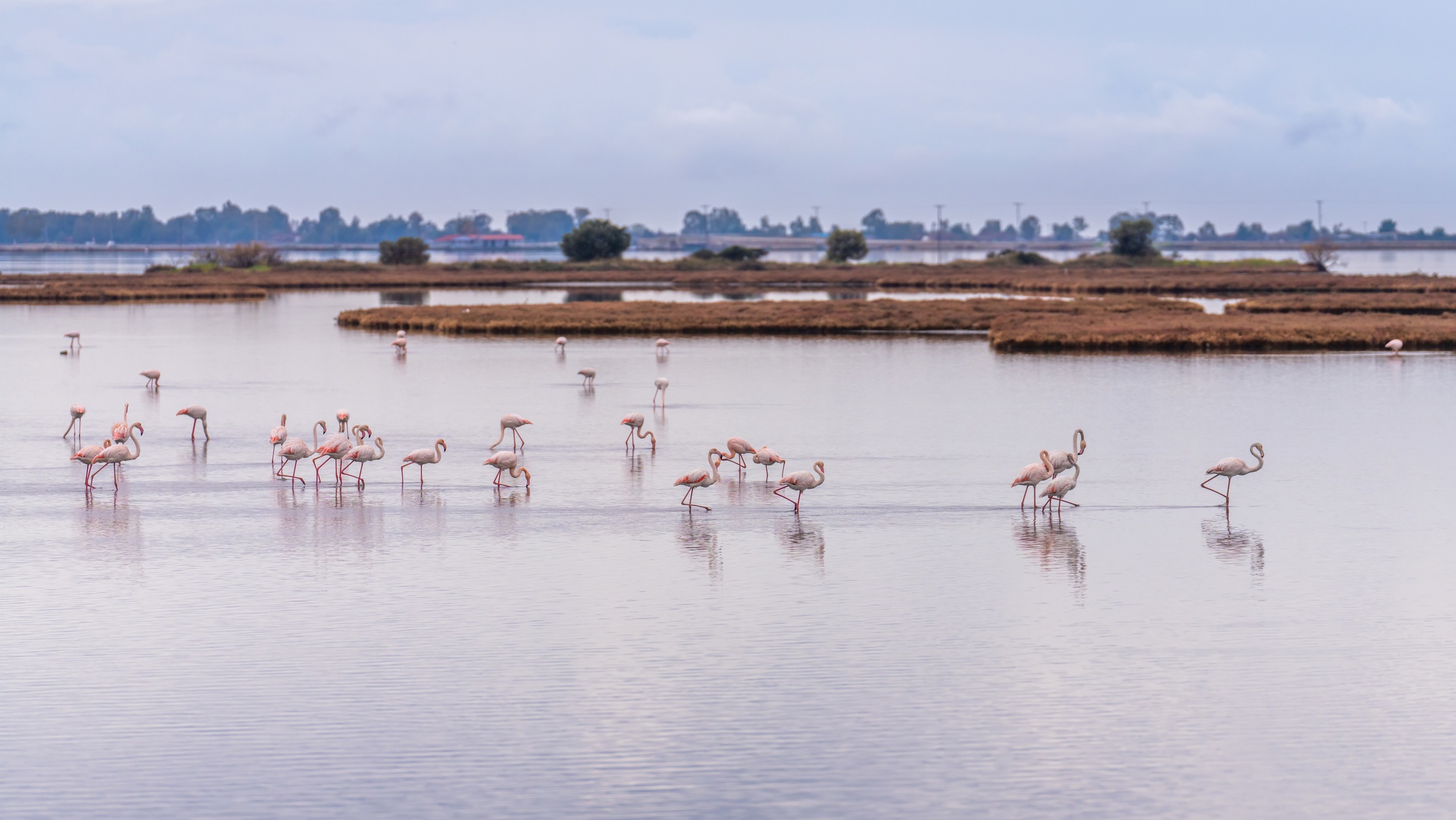 Flamingos in Messolonghi