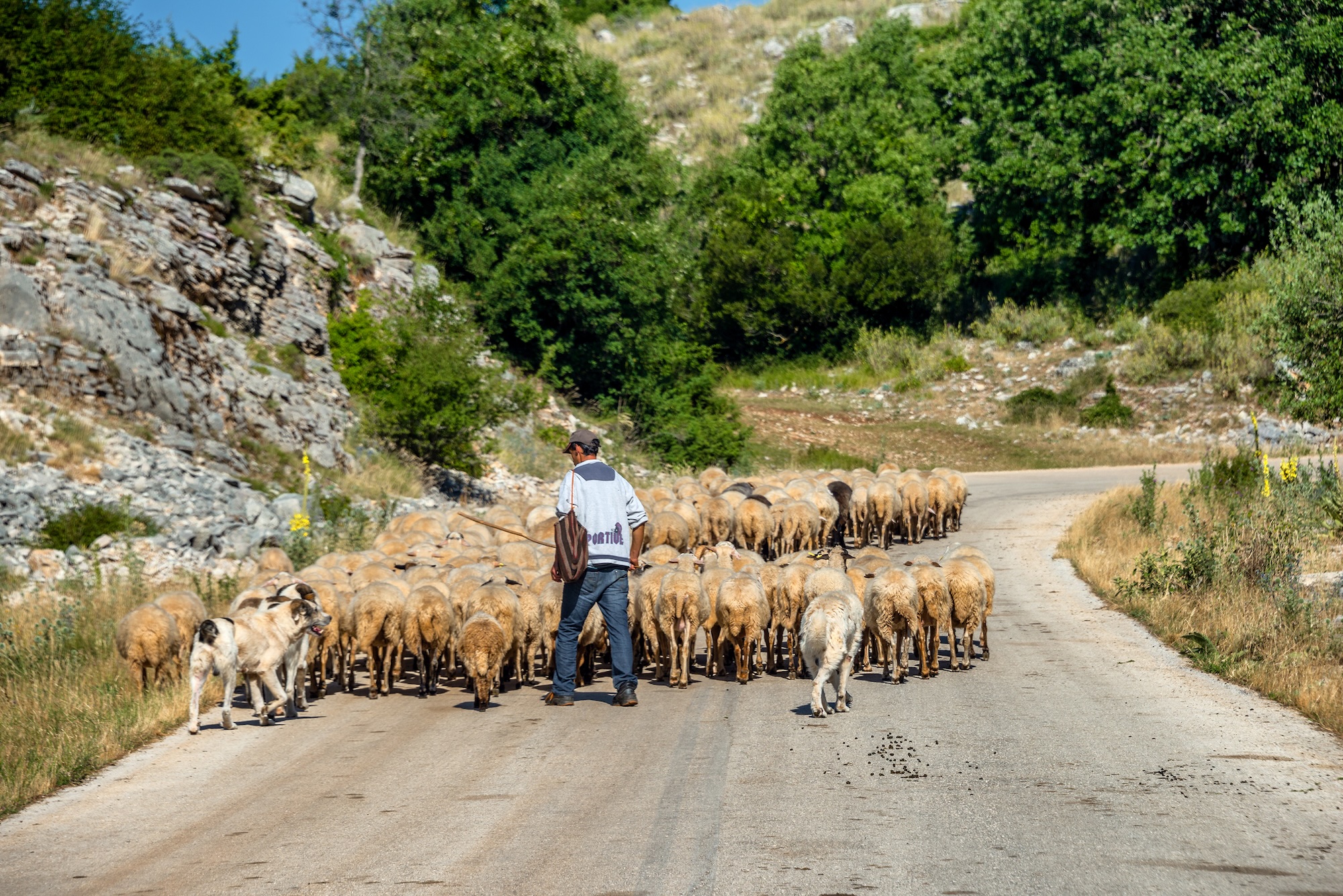 Shepherd with his sheep on road in Vikos Gorge near Zagori